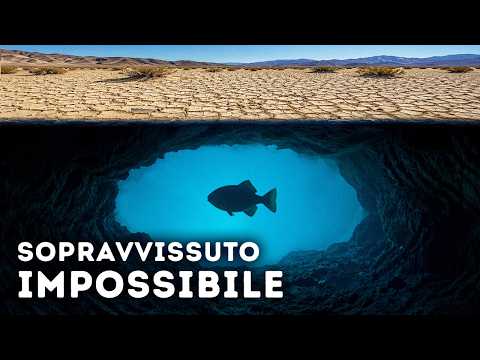 Perché il pesce più raro del mondo è intrappolato in un deserto del Nevada