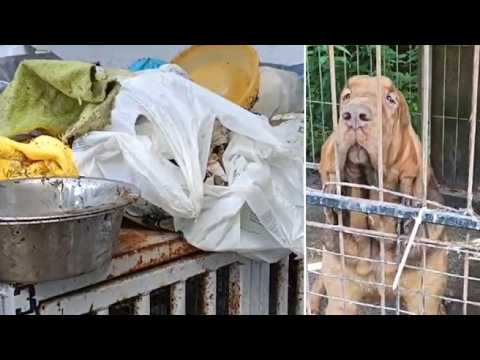 Il video dell’allevamento di cani sequestrato a Fiavé: «Condizioni inaccettabili, il pavimento de…
