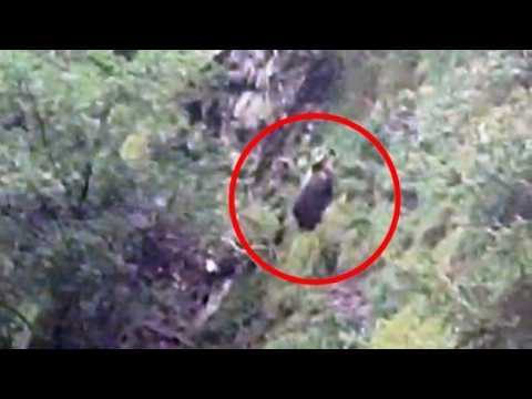 Carona, il video dell’orso incrociato a distanza ravvicinata da mamma e figlie