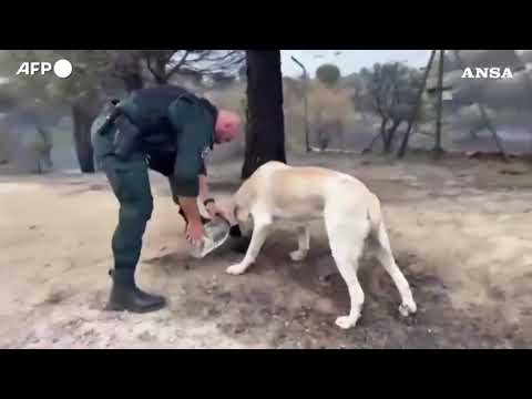 Incendi in Spagna e Francia, disagi anche per gli animali