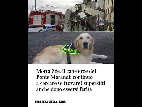 Morta Zoe, il cane eroe del Ponte Morandi: continuò a cercare (e trovare) superstiti anche dopo…