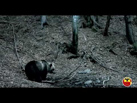 Alta Valle Seriana, le fototrappole immortalano il passaggio di un orso bruno. Poi anche di due lupi