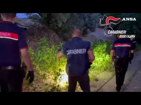 Maxi piantagione di canapa indiana scoperta nel reggino: 1200 arbusti