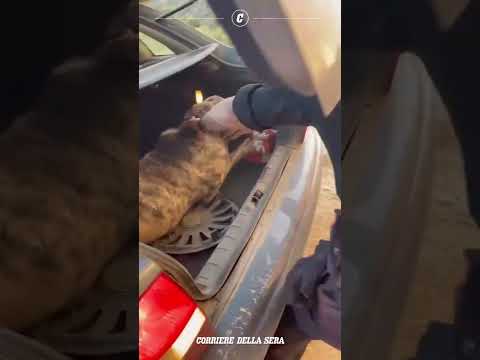 Il salvataggio di un cane dai roghi in Spagna: è l’ondata di incendi più grande della sua storia