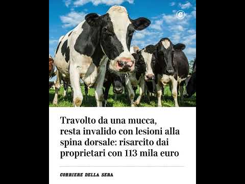 Travolto da una mucca, resta invalido con lesioni alla spina dorsale: risarcito con 113 mila euro
