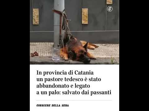 In provincia di Catania un pastore tedesco abbandonato e legato a un palo: salvato dai passanti