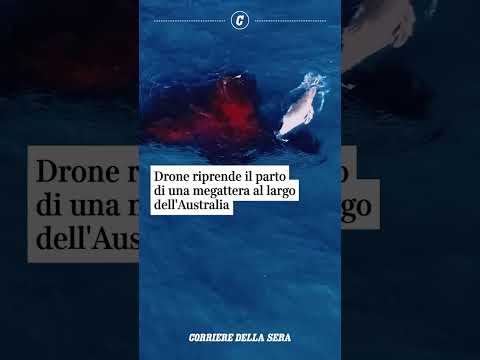 Drone riprende il parto di una megattera al largo dell’Australia