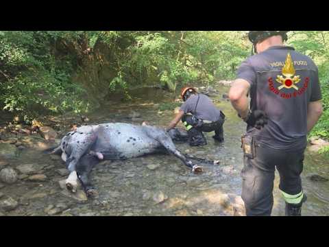 Cavallo cade in un torrente in Mugello, l’intervento dei Vigili del Fuoco per salvarlo