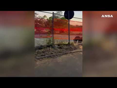 Roma, cinghiali in un parcheggio a Saxa Rubra