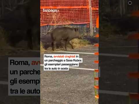 Roma, avvistati cinghiali in un parcheggio a Saxa Rubra: passeggiano tra le auto in sosta
