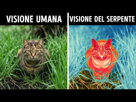 La vista umana è uno scherzo rispetto a quella degli animali
