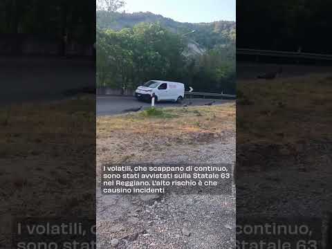 Intervento della Polizia Stradale per Allontanare Pavoni dalla Statale 63: Rallentamenti al Traff