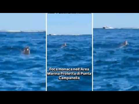Una foca monaca a caccia nel mare di Punta Campanella