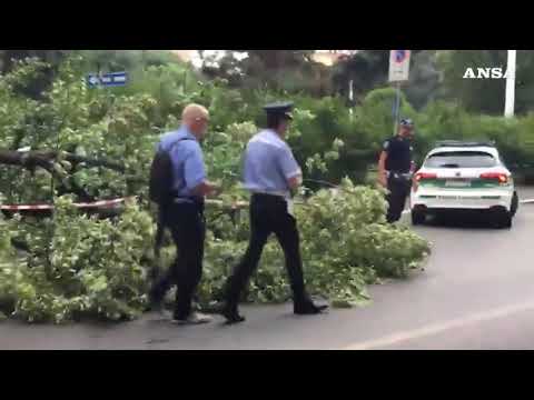 Maltempo a Milano, albero cade in piazzale Libia: nessun ferito