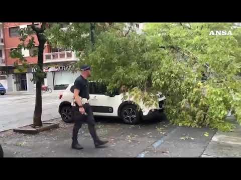 Maltempo a Torino, pioggia e vento abbattono diversi alberi in città