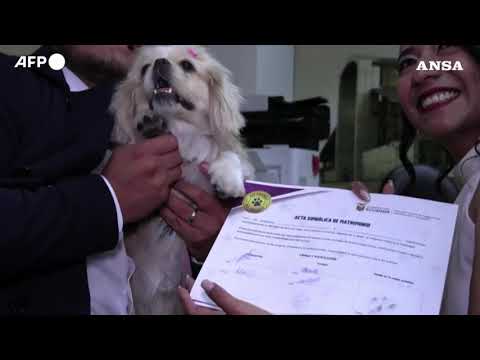 Ecuador, gli animali domestici diventano testimoni ai matrimoni