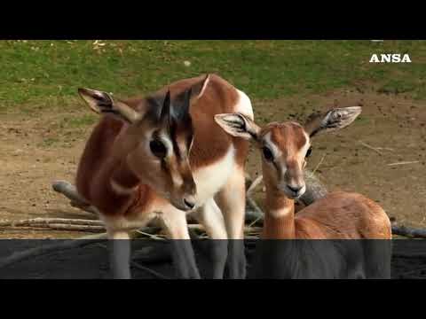 Al Bioparco Zoom di Torino sono nate due gazzelle di Mhorr, le uniche in Italia quest’anno