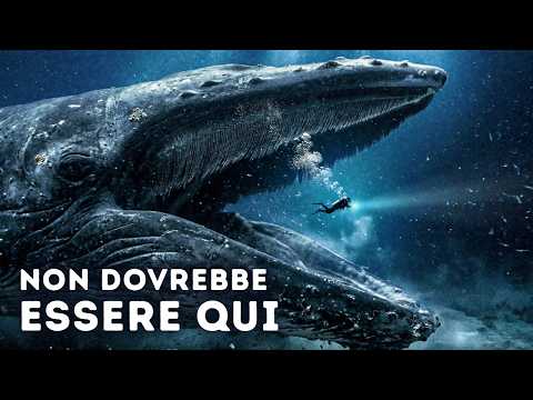 Gli scienziati seguono questa balena da anni (ma non l’hanno mai vista)