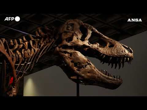 Record da Sotheby’s per Gus Rex, uno dei T-Rex piu’ grandi del mondo