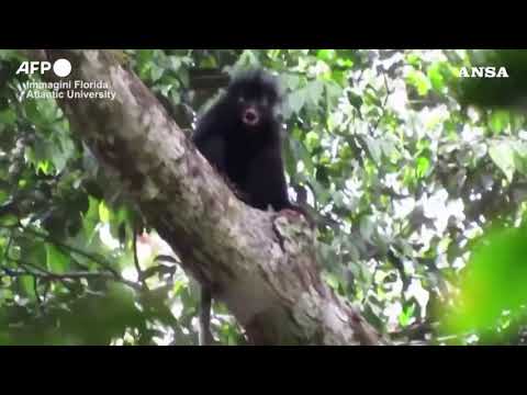 Congo, ripresa una nuova specie di scimmia africana nella foresta pluviale