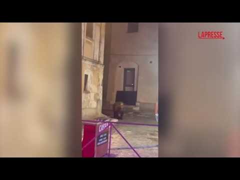 Un orso passeggia tra le giostre: attimi di paura nel paese in Abruzzo