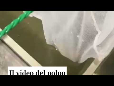 Il video del polpo allevato all’Università di Bologna che dà la caccia al granchio blu