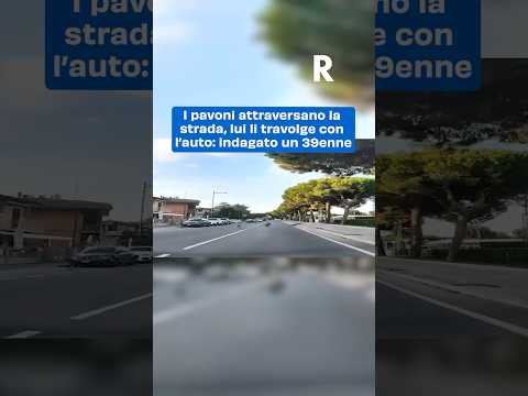 I pavoni attraversano la strada, lui li travolge con l’auto: indagato 39enne Punta Marina di Ravenna