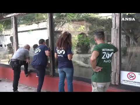 Record di nascite allo zoo di Napoli per ‘colpa’ del caldo, ecco Parthenope
