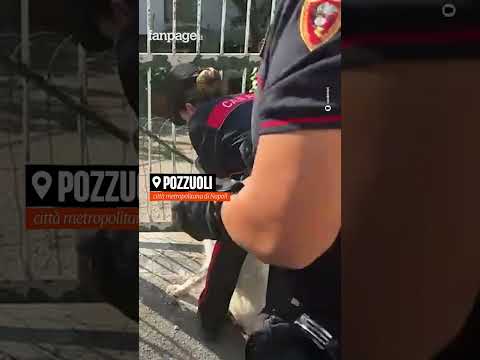 Pozzuoli, dopo il terremoto trovano un cane ferito in un edificio inagibile: salvato dai carabinieri