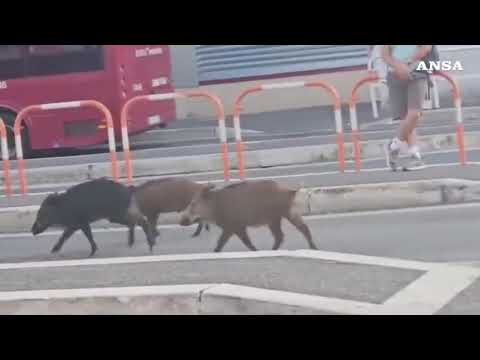 Roma, cinghiali “a spasso” alla fermata degli autobus di Prima Porta