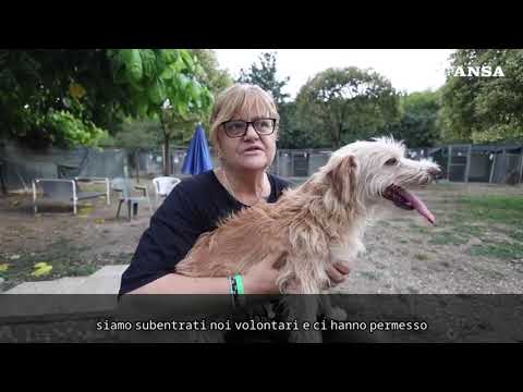 L’appello dal canile: “L’abbandono in estate è ancora troppo diffuso”