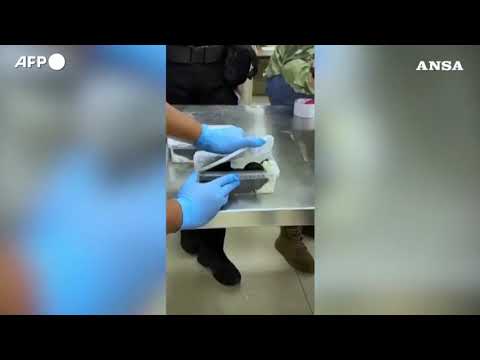 Ecuador, arrestata una donna russa per presunto traffico di iguane