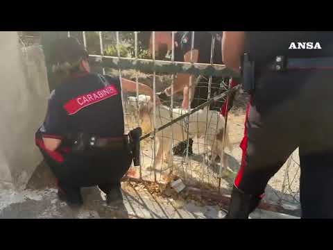Sisma ai Campi Flegrei, salvato un cane bloccato in un edificio inagibile