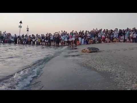 Il video della tartaruga rilasciata a Riccione