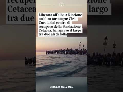 Riccione, liberata un’altra tartaruga curata dal centro di recupero: si chiama Cira