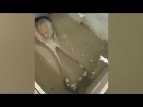 Il video del polpo allevato che dà la caccia al granchio blu: «Un grande predatore, non è vero ch…
