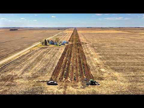 Perché l’America ha piantato 220 milioni di alberi dal Canada al Texas
