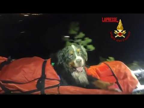 Baloo non ce la fa più a camminare: i vigili del fuoco soccorrono un cane e lo portano a valle in…