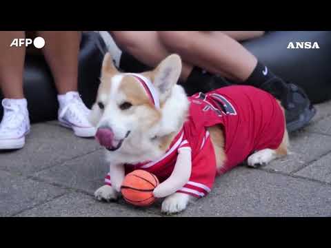 Corgi Race Vilnius, torna la corsa a quattro zampe nella capitale lituana