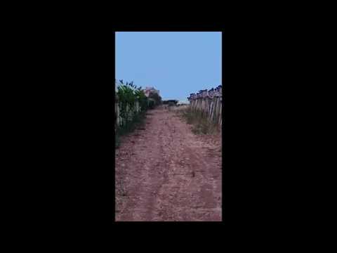 Emergenza lupi, ecco un esemplare che si aggira nelle campagne di Noicattaro