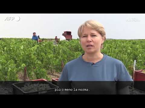Champagne, vendemmia ultra-precoce nel 2026