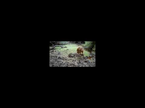 Maremma, prede e predatori… quasi amici