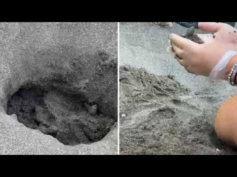 L’emozione della nascita delle tartarughe a Marina di Cecina: il video