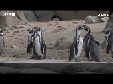 Londra, la pesatura annuale degli animali dello zoo: “I pinguini tra i più impegnativi”