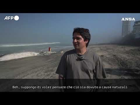 Messico, una balena si arena su una spiaggia di Tijuana