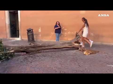 Roma, cade albero in piazza Sant’Egidio a Trastevere