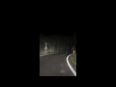 Orso viene inseguito da una macchina sul Monte Baldo e non riesce a rientrare nel bosco