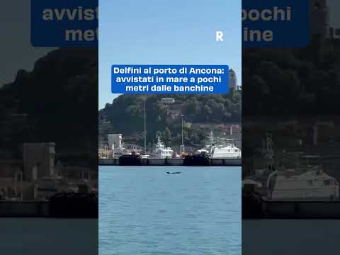 Magico Incontro con i Delfini nel Porto di Ancona: Uno Spettacolo Inaspettato a Pochi Metri dalla