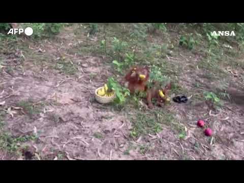 Cuccioli di orango trovati in India, si sospetta un traffico illegale