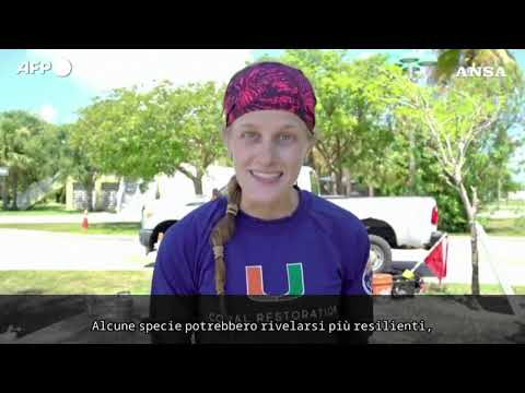 Florida, scienziati piantano coralli più resistenti al riscaldamento degli oceani